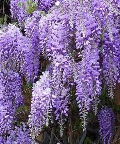Garden Goods Direct Amethyst Falls Wisteria Vine