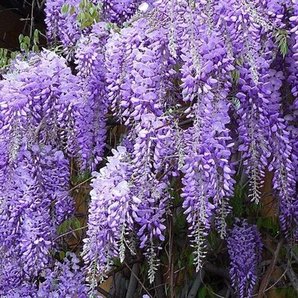 Garden Goods Direct Amethyst Falls Wisteria Vine 2 Garden Goods Direct Amethyst Falls Wisteria Vine