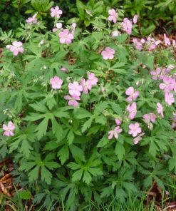 Garden Goods Direct Perennials Geranium Maculatum