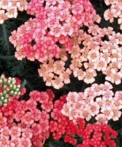 Garden Goods Direct Achillea Apricot Delight 6 Garden Goods Direct Achillea Apricot Delight