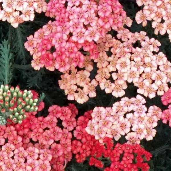 Garden Goods Direct Achillea Apricot Delight 3 Garden Goods Direct Achillea Apricot Delight