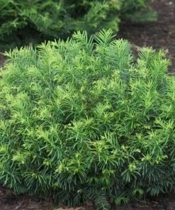 Garden Goods Direct Shrubs Duke Gardens Plum Yew