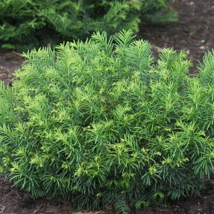 Garden Goods Direct Shrubs Duke Gardens Plum Yew 1 Garden Goods Direct Shrubs Duke Gardens Plum Yew