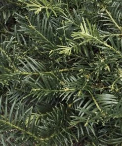 Garden Goods Direct Shrubs Duke Gardens Plum Yew 5 Garden Goods Direct Shrubs Duke Gardens Plum Yew