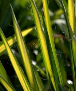 Garden Goods Direct Shrubs Color Guard Yucca