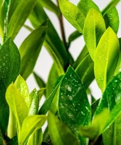 Garden Goods Direct ZZ Plant House Plants