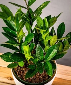 Garden Goods Direct ZZ Plant House Plants