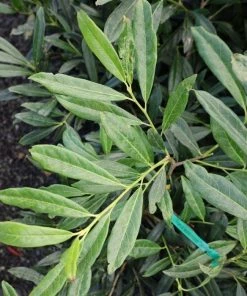Garden Goods Direct Shrubs Zabeliana Cherry Laurel