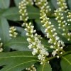 Garden Goods Direct Shrubs Zabeliana Cherry Laurel