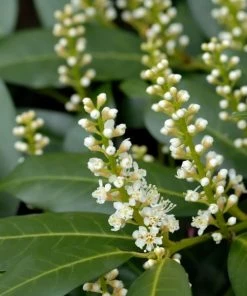 Garden Goods Direct Shrubs Zabeliana Cherry Laurel