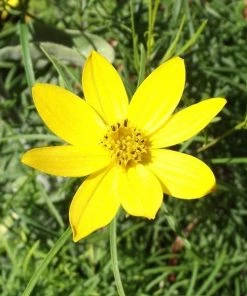 Garden Goods Direct Coreopsis Zagreb