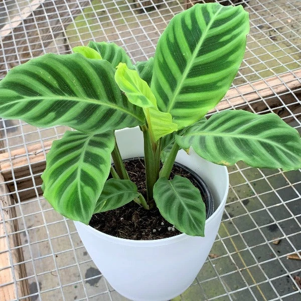 Garden Goods Direct Calathea Zebra 2 Garden Goods Direct Calathea Zebra