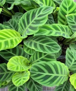 Garden Goods Direct Calathea Zebra 6 Garden Goods Direct Calathea Zebra