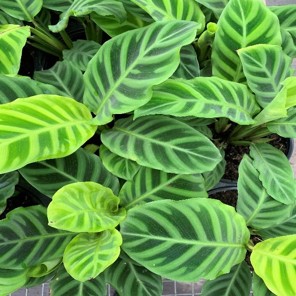 Garden Goods Direct Calathea Zebra 3 Garden Goods Direct Calathea Zebra