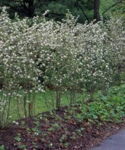 Garden Goods Direct Shrubs Red Chokeberry