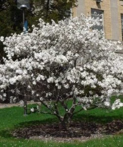 Garden Goods Direct Royal Star Magnolia 9 Garden Goods Direct Royal Star Magnolia