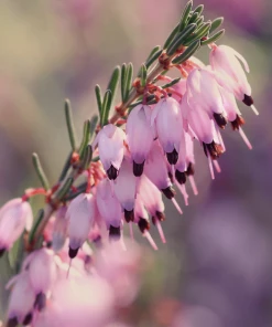 Garden Goods Direct Mediterranean Pink Heather