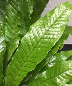 Garden Goods Direct Crocodile Fern House Plants