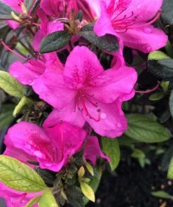 Garden Goods Direct Encore® Autumn Amethyst® Azalea Shrubs 6 Garden Goods Direct Encore® Autumn Amethyst® Azalea Shrubs