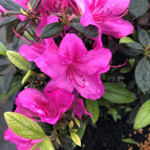 Garden Goods Direct Encore® Autumn Amethyst® Azalea Shrubs 3 Garden Goods Direct Encore® Autumn Amethyst® Azalea Shrubs