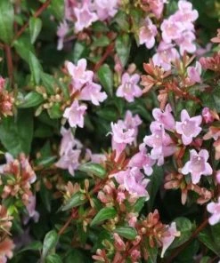 Garden Goods Direct Abelia Edward Goucher