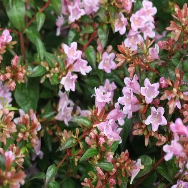 Garden Goods Direct Abelia Edward Goucher 1 Garden Goods Direct Abelia Edward Goucher