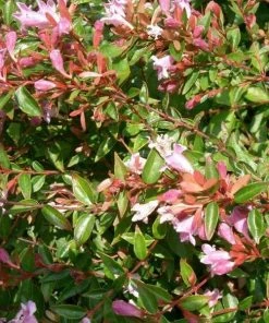 Garden Goods Direct Abelia Edward Goucher