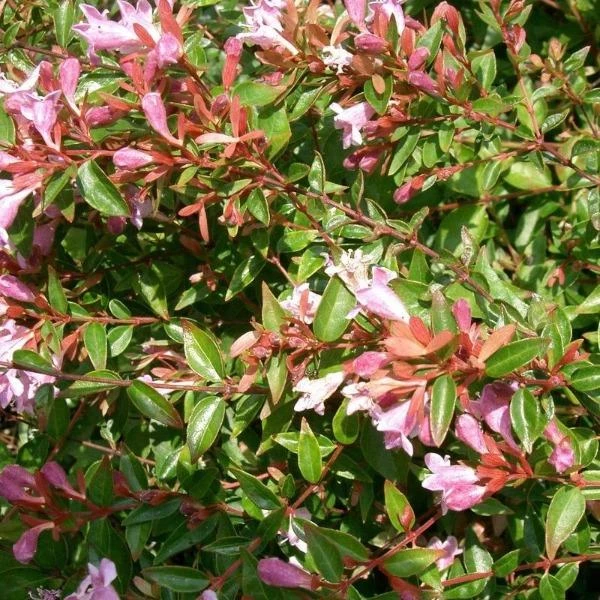 Garden Goods Direct Abelia Edward Goucher 2 Garden Goods Direct Abelia Edward Goucher