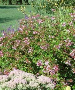 Garden Goods Direct Abelia Edward Goucher 6 Garden Goods Direct Abelia Edward Goucher