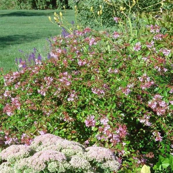 Garden Goods Direct Abelia Edward Goucher 3 Garden Goods Direct Abelia Edward Goucher