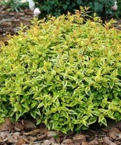 Garden Goods Direct Kaleidoscope Abelia