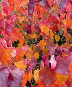 Garden Goods Direct Trees Forest Pansy Redbud