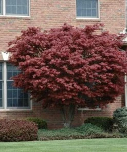 Garden Goods Direct Trees Bloodgood Japanese Maple