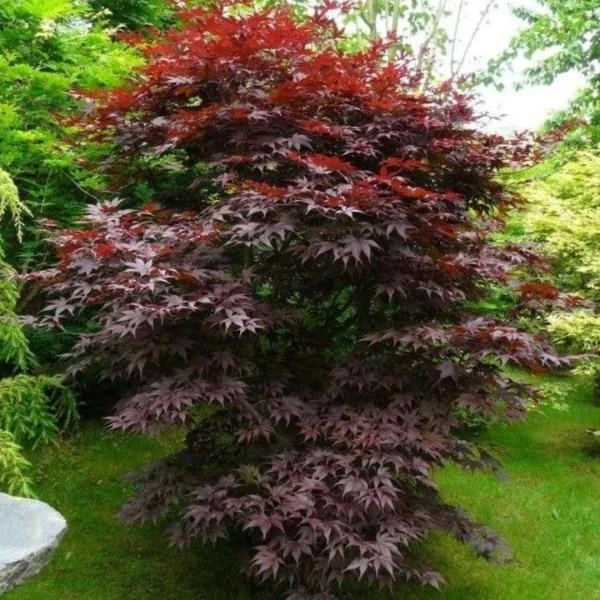 Garden Goods Direct Trees Bloodgood Japanese Maple 1 Garden Goods Direct Trees Bloodgood Japanese Maple