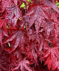 Garden Goods Direct Emperor Japanese Maple
