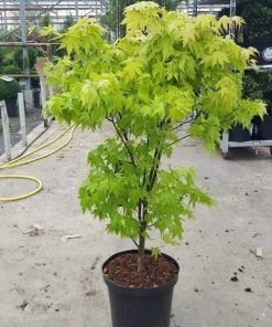 Garden Goods Direct Orange Dream Japanese Maple Trees