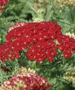 Garden Goods Direct Achillea Pomegranate