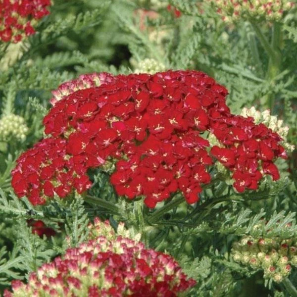 Garden Goods Direct Achillea Pomegranate 1 Garden Goods Direct Achillea Pomegranate