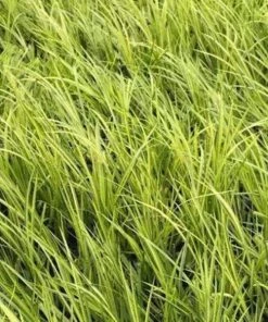 Garden Goods Direct Acorus Ogon