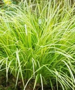 Garden Goods Direct Acorus Ogon