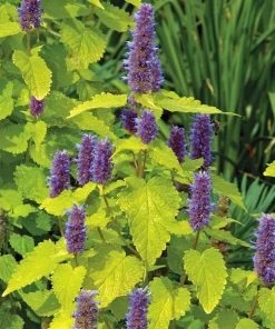Garden Goods Direct Agastache Golden Jubilee