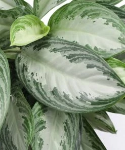 Garden Goods Direct Aglaonema Silver Bay House Plants