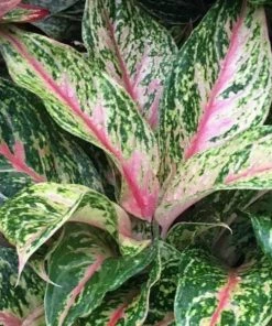 Garden Goods Direct House Plants Aglaonema Sparkling Sarah