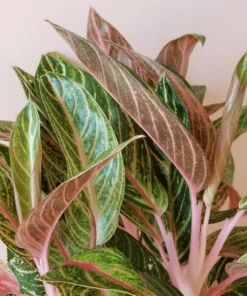 Garden Goods Direct House Plants Aglaonema Sparkling Sarah