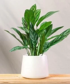Garden Goods Direct Aglaonema Tigress House Plants 7 Garden Goods Direct Aglaonema Tigress House Plants