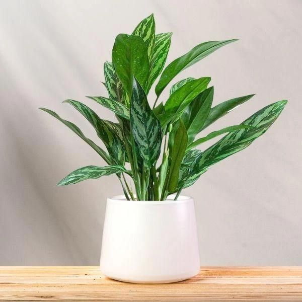 Garden Goods Direct Aglaonema Tigress House Plants 4 Garden Goods Direct Aglaonema Tigress House Plants