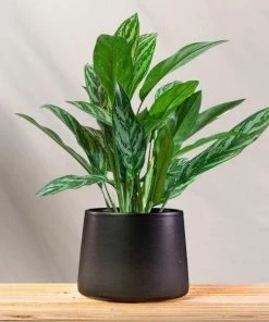 Garden Goods Direct Aglaonema Tigress House Plants 6 Garden Goods Direct Aglaonema Tigress House Plants
