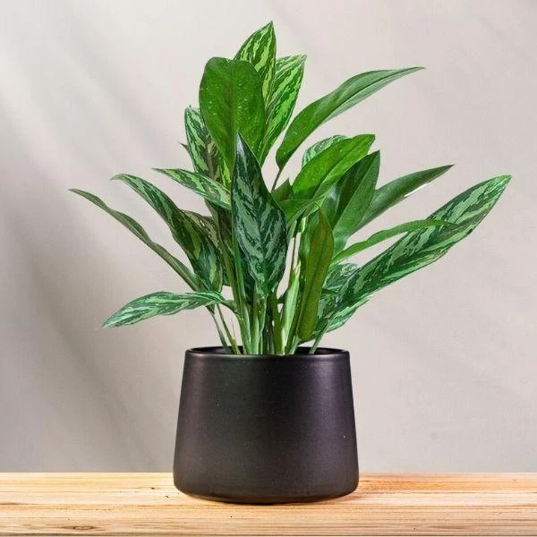Garden Goods Direct Aglaonema Tigress House Plants 3 Garden Goods Direct Aglaonema Tigress House Plants