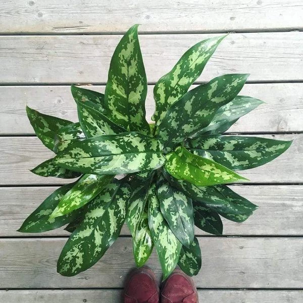 Garden Goods Direct Aglaonema Tigress House Plants 2 Garden Goods Direct Aglaonema Tigress House Plants