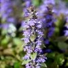 Garden Goods Direct Perennials Ajuga Chocolate Chip